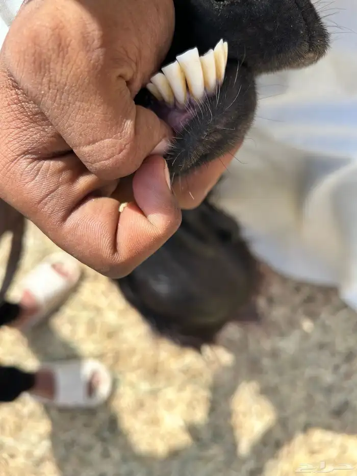 عنزين حري 1