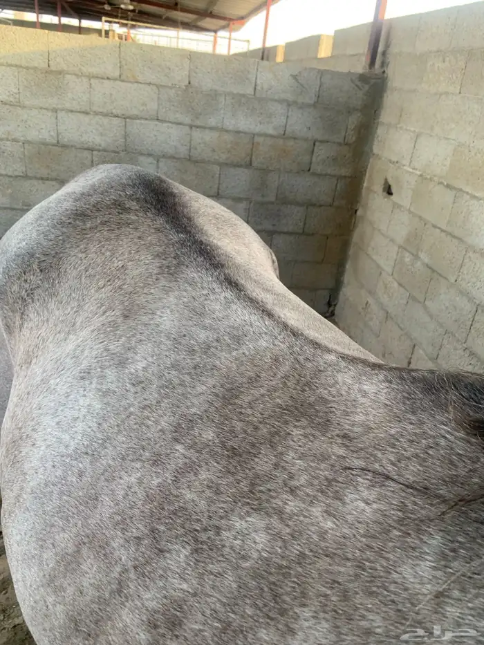 حصان شعبي 3