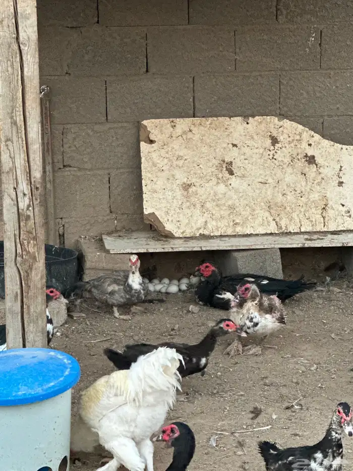 بط سوداني 5
