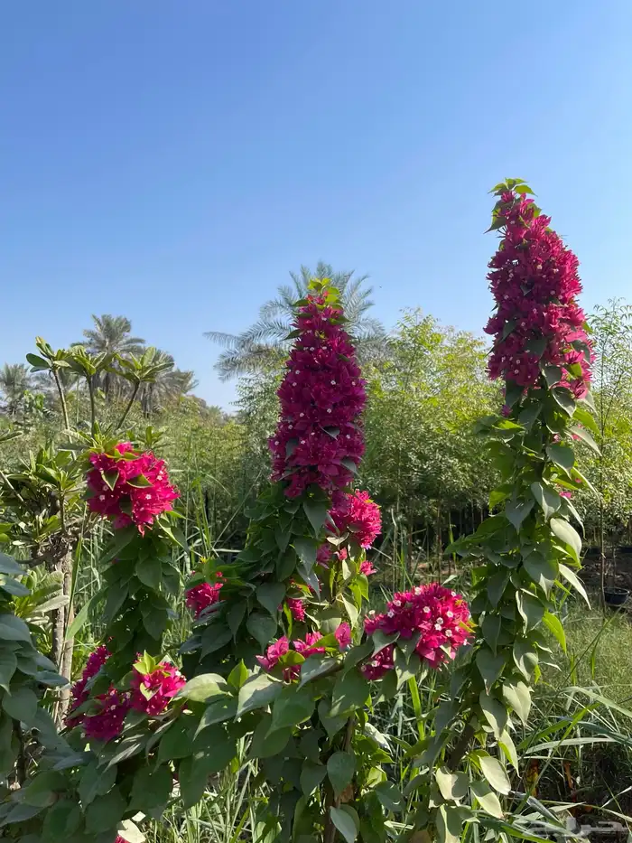 شتلات المجنونة او الجهنمية للبيع 1