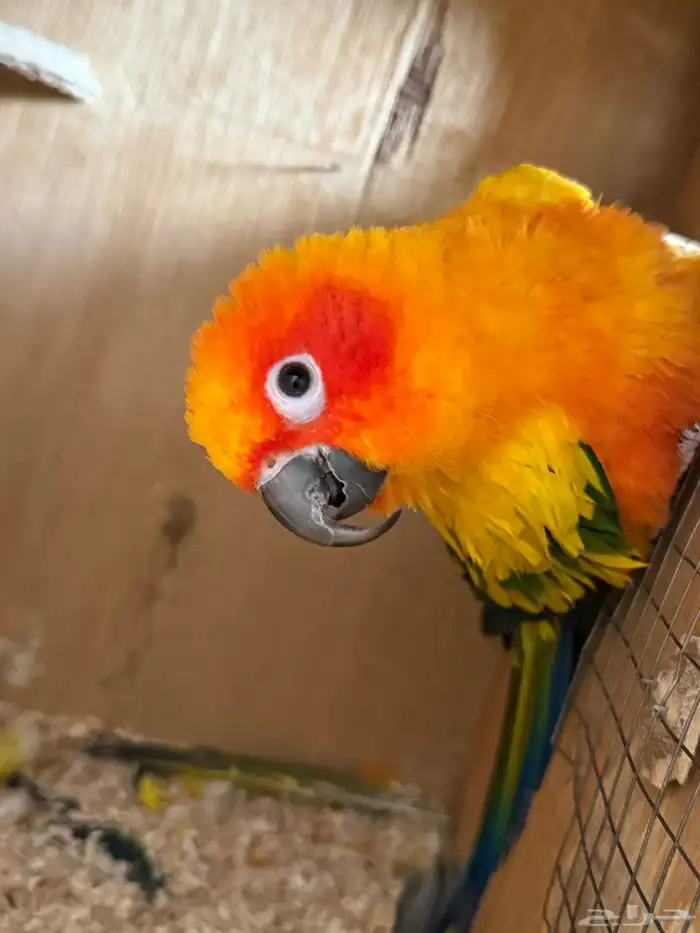 جوز صن كنيور 11