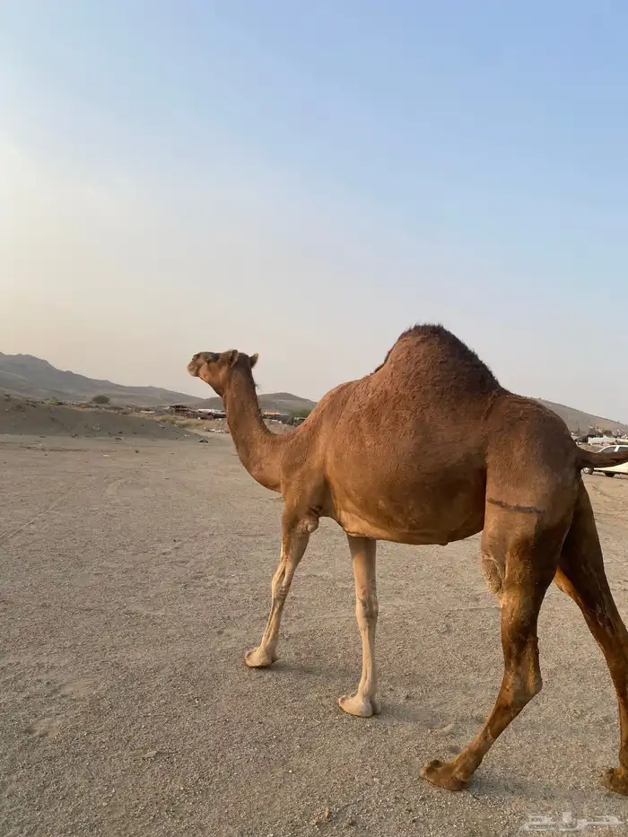 للبيع ناقه ساحليه حمرا دهما لقحه 8 شهور 1