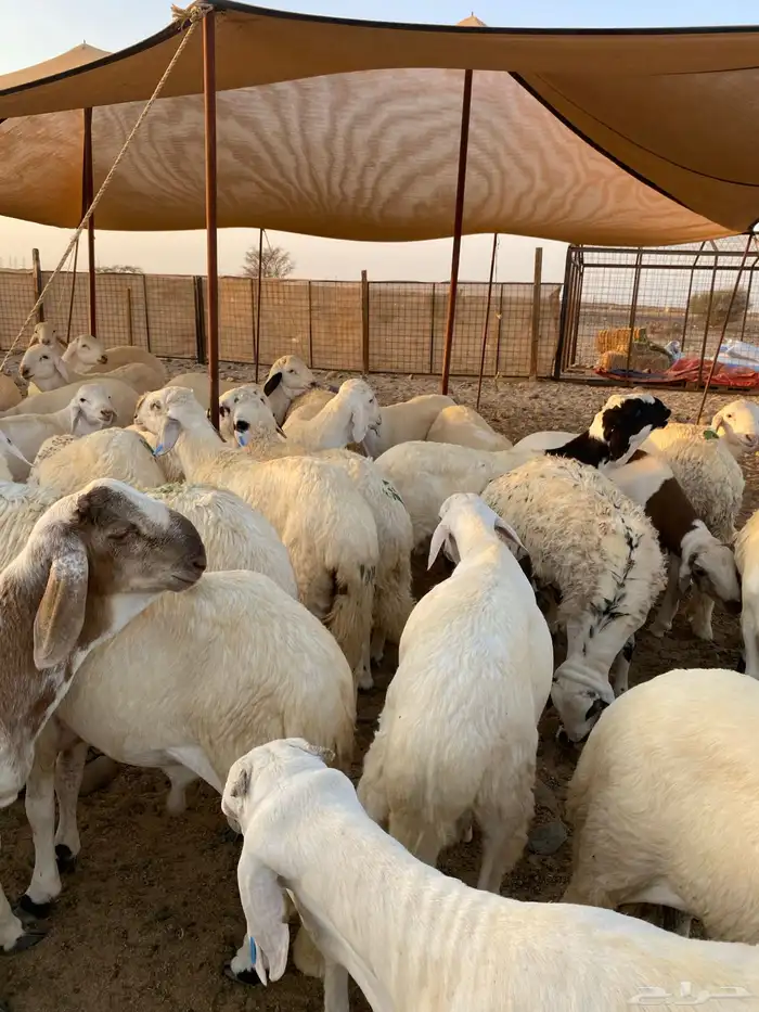 طليان سواكني مرابي 3 اشهر 2