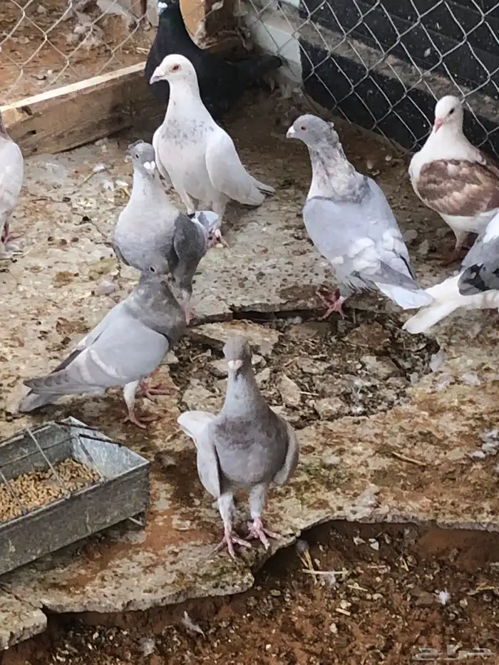 زاجل فراشة وزاجل رديوس وزاجل مكاتيف للبيع 12