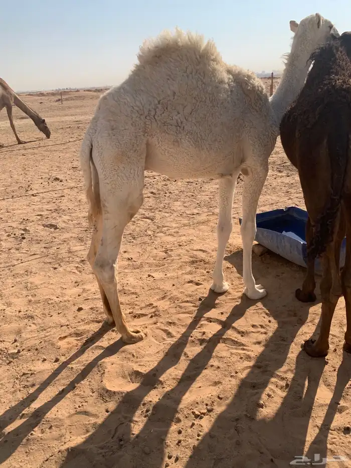 قعود ست شهور الخرج 13