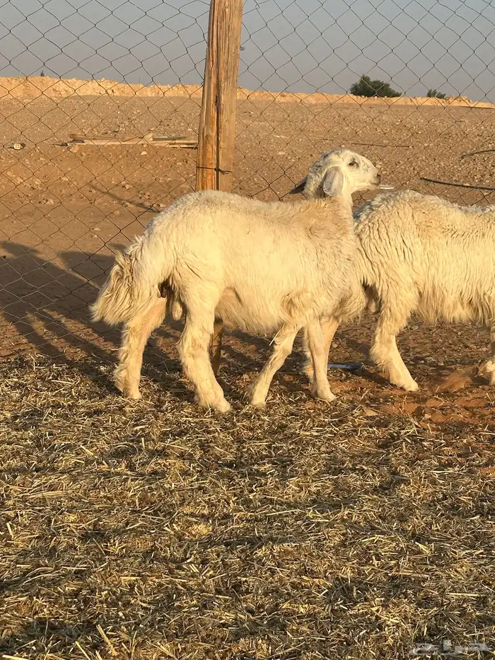 خرفان حريه 1