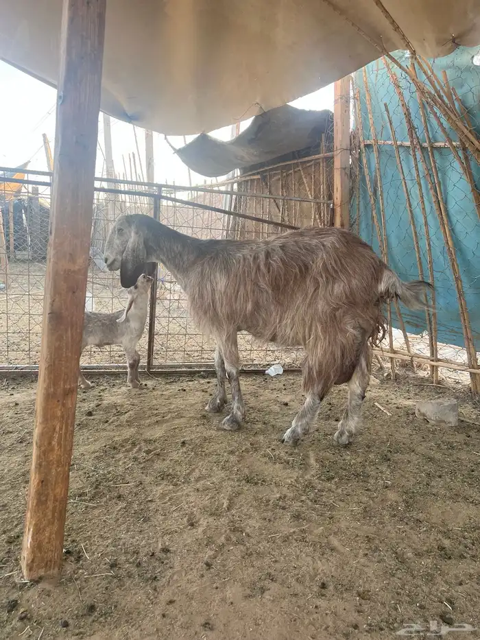 عنز متبع 2
