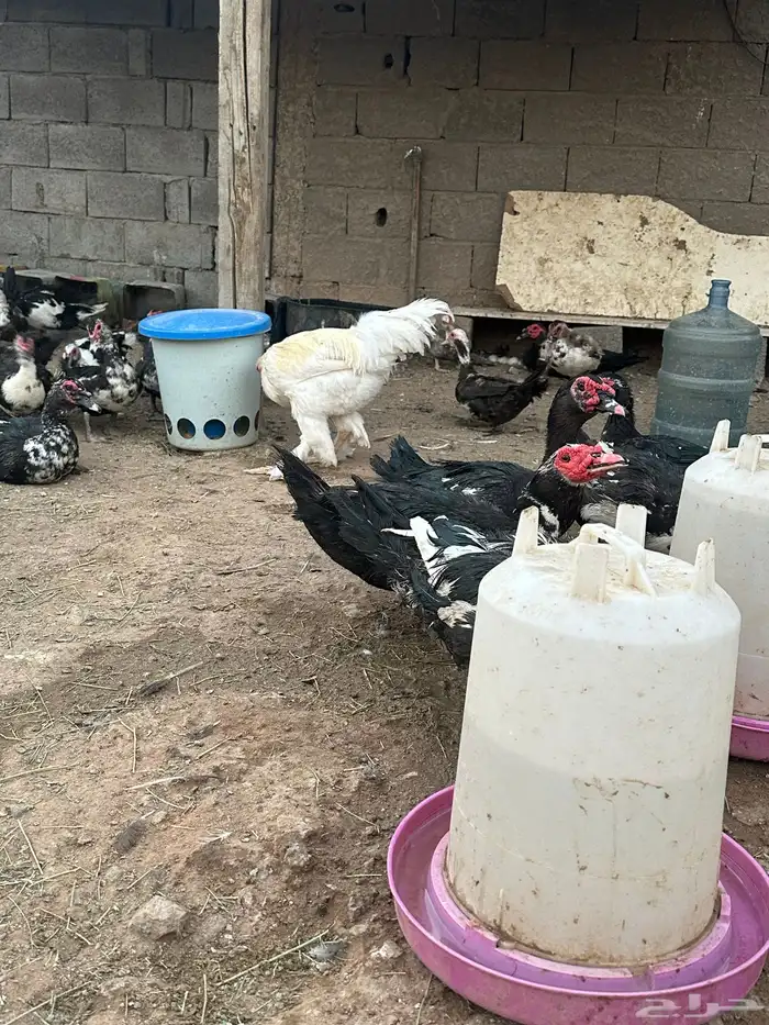 بط سوداني 3