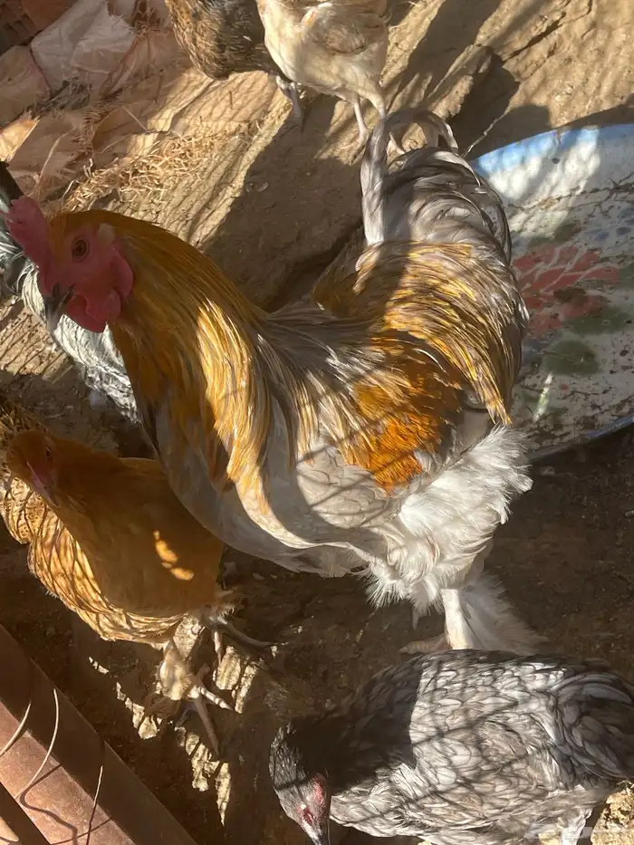 4براهم ديك للبيع 0