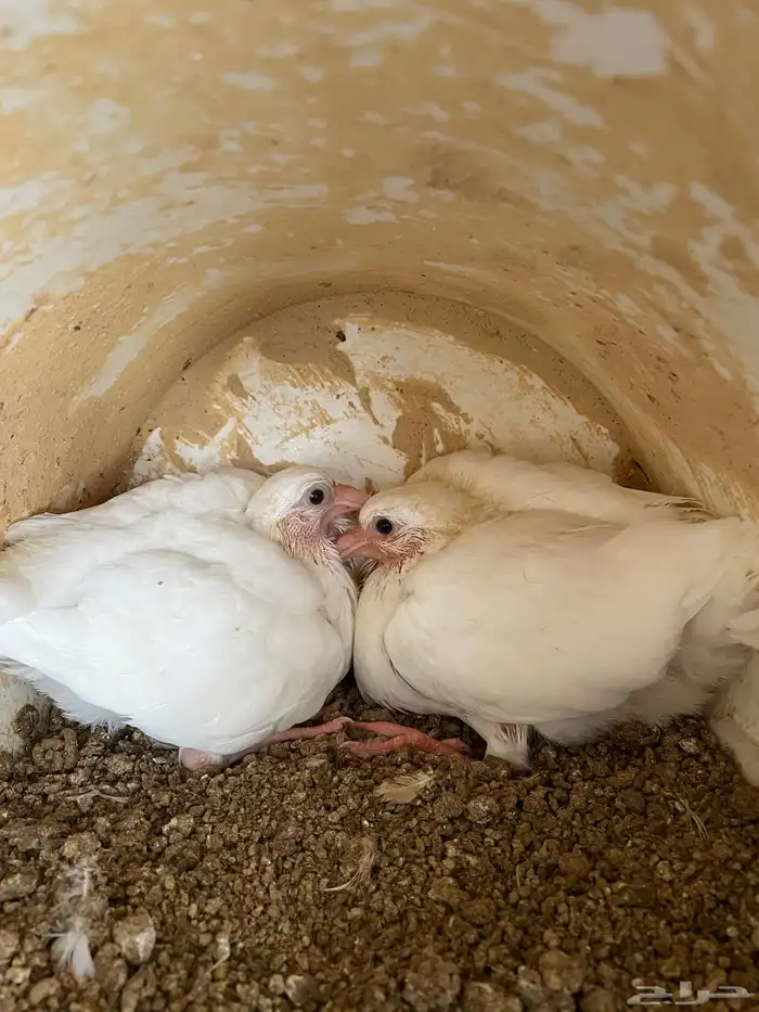 زغاليل فرنسي 2