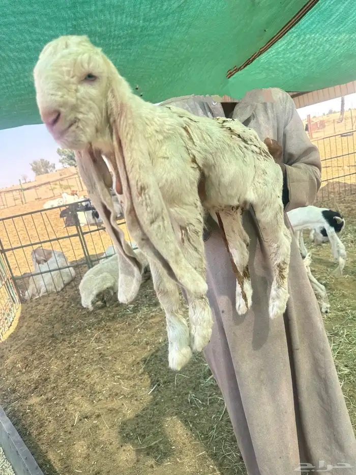انتاج الفحل الشهير شهاق وباكورة انتاجه تيس ابيض 3
