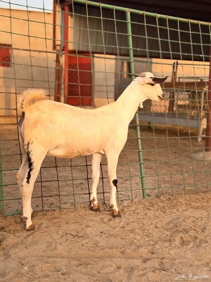 جفرة بيشية 3
