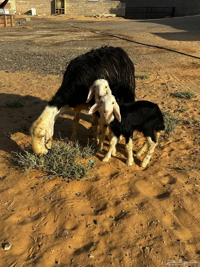 شاه نجديه معها 2 تم اابيع 0