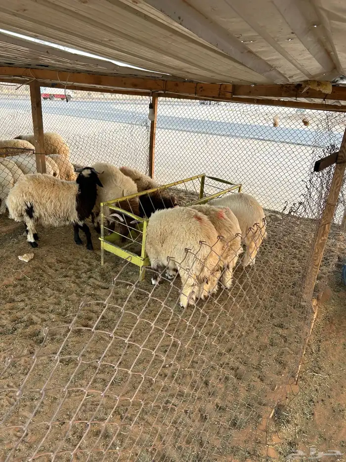 ذبايح نعيم وحري 4