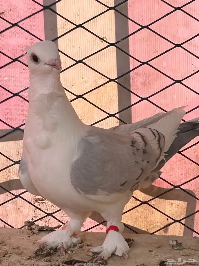 ذكر روماني 2