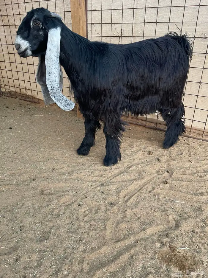 عرض بيع جفرتين وتيس عوارض صنف 0