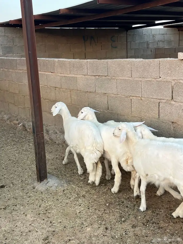 وخال مقاني فاخره 7