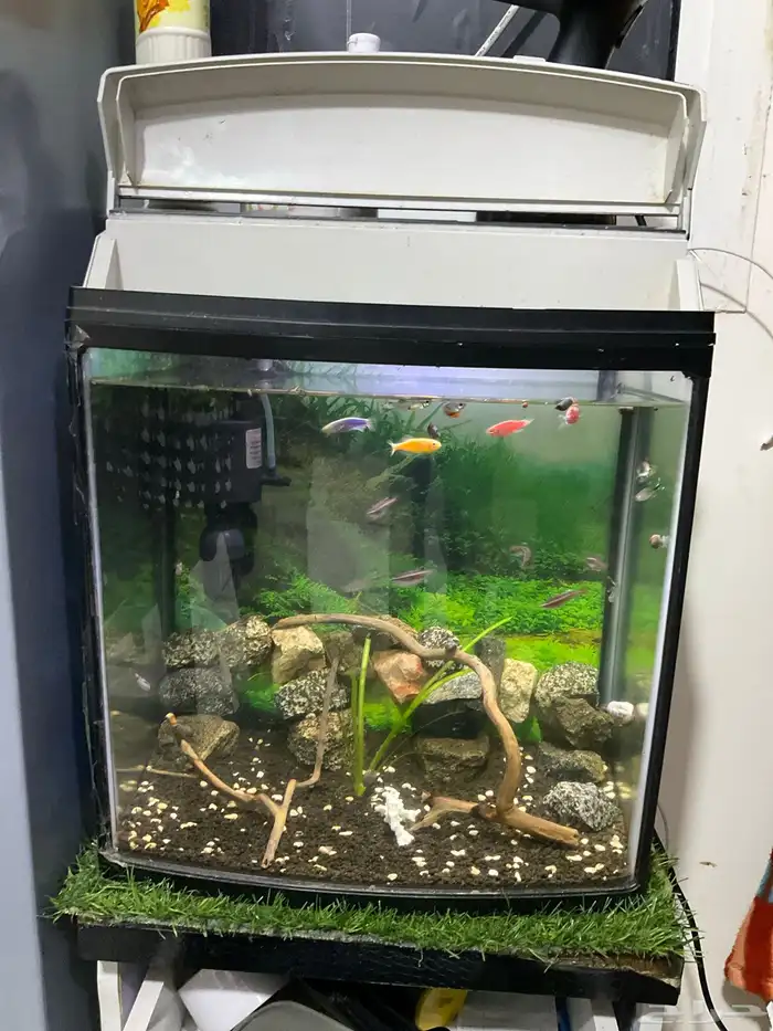 Fish tank with fish moter filter oxygen 0