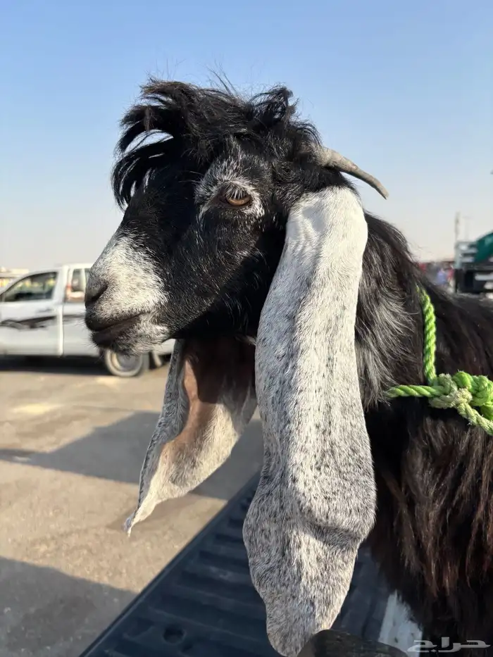 جفرة عارضيه صنف كفو 2