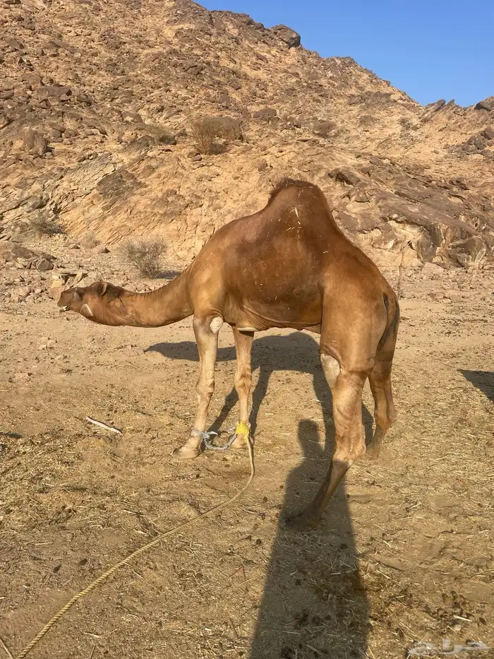 جمل احمر ساحلي 1