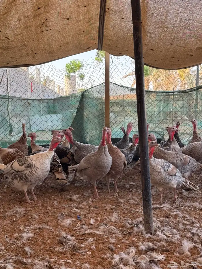 للبيع دجاج رومي بياض وأرانب بلدي 2