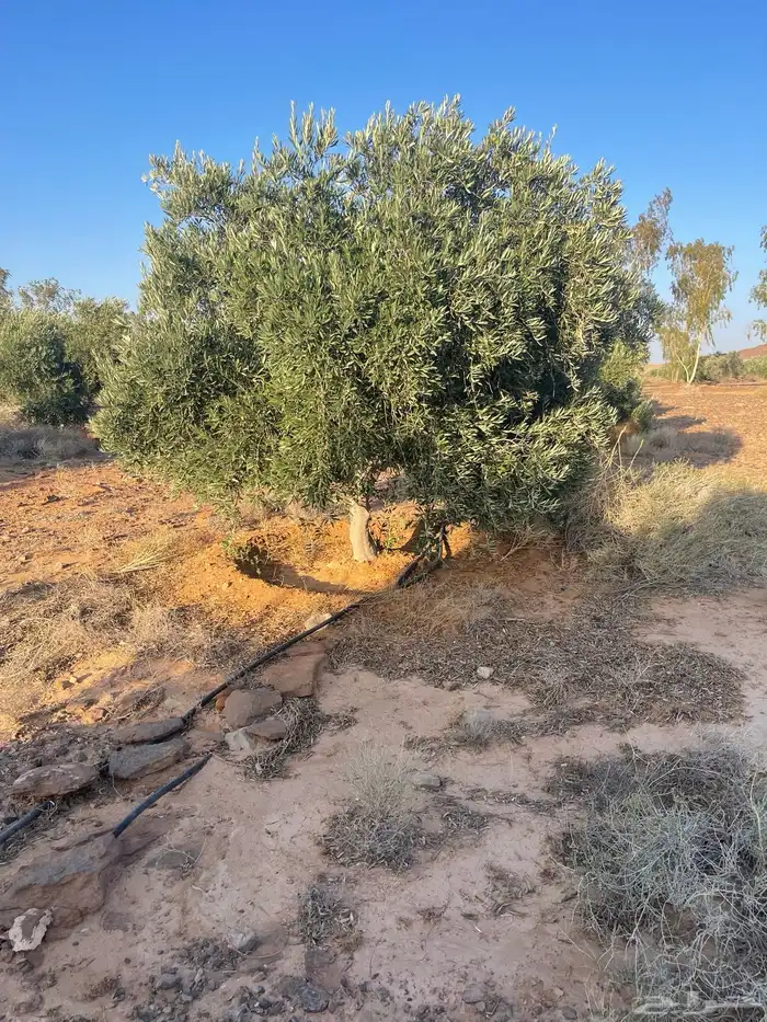 اشجار زيتون للبيع 1