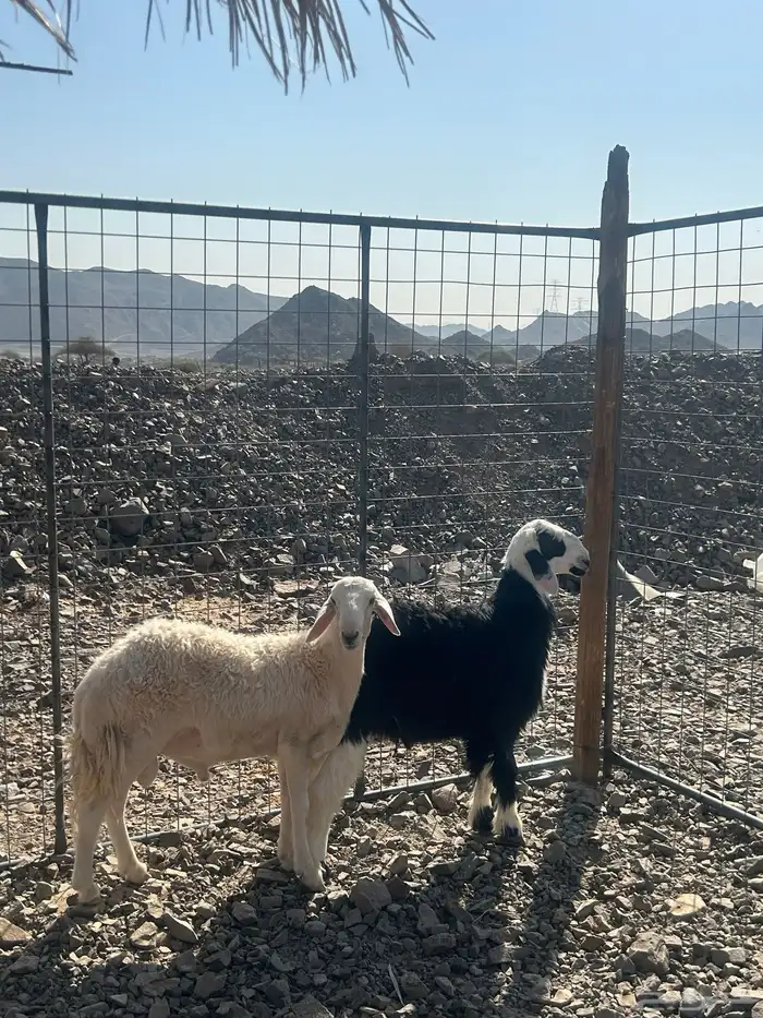 للبيع طليين نجدي وحبصي نظاف 3