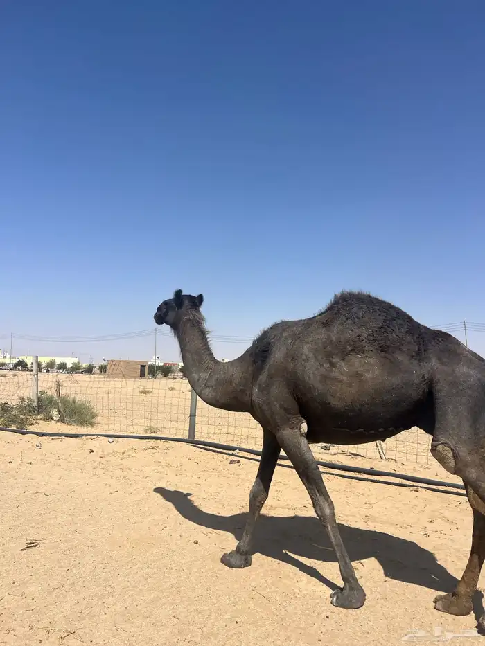 للبيع لقحة طيبة ومشروطة وهدية وحليبها وافر الموقع الخرمة 2
