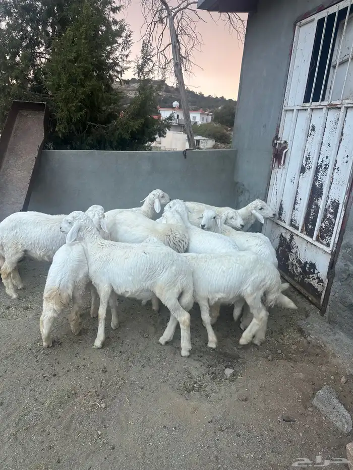 عشرة خرفان كفو للبيع في تنومة 2