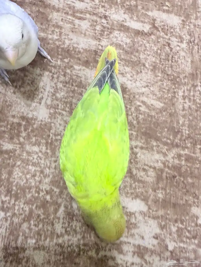روز أليف عمره شهرين 2