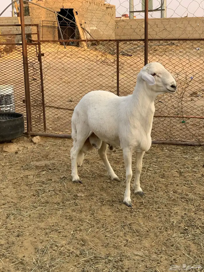 طلي فحل جذع 1