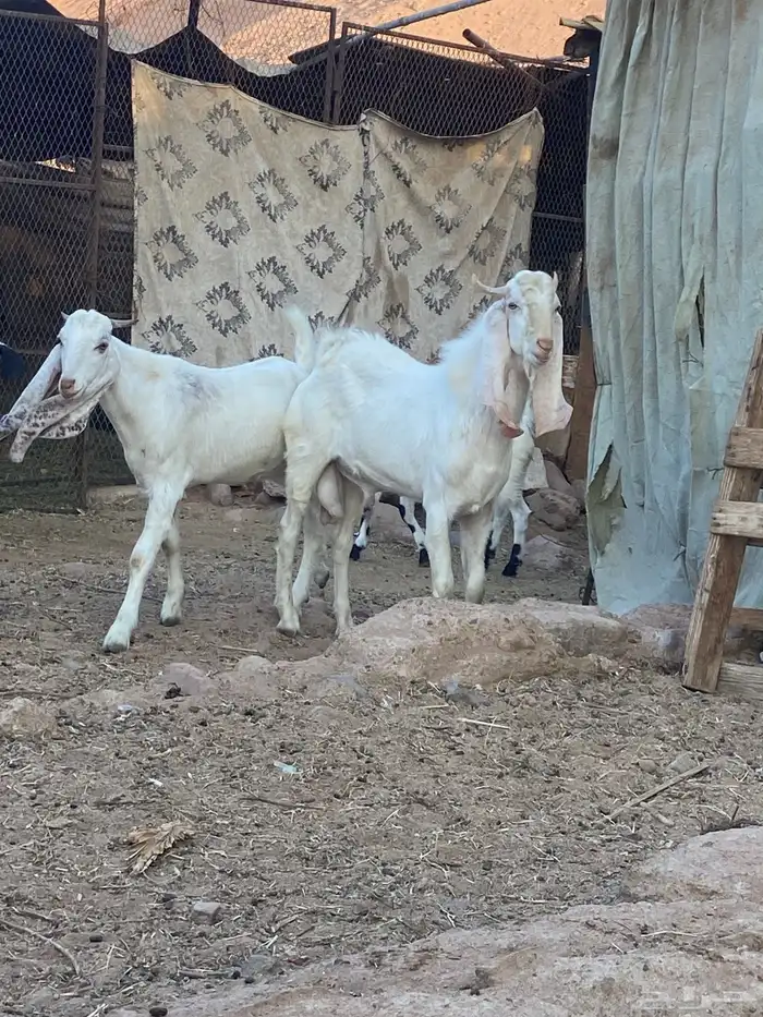 تيوس للبيع 2