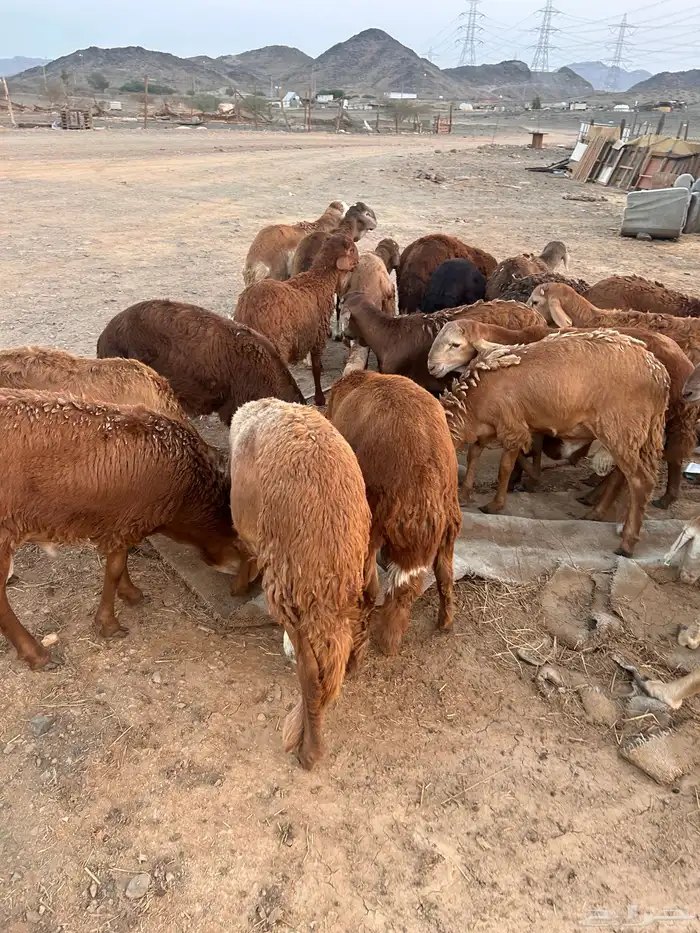 سواكن حمر 2