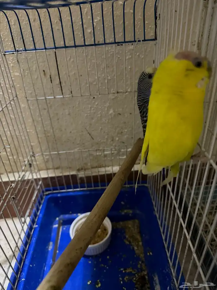 زوج بادجي للبيع ب 50 ريال فقط 4