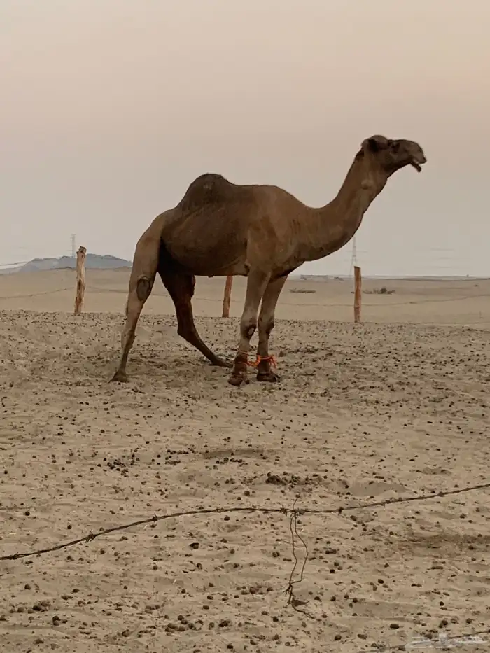بعير للبيع 1