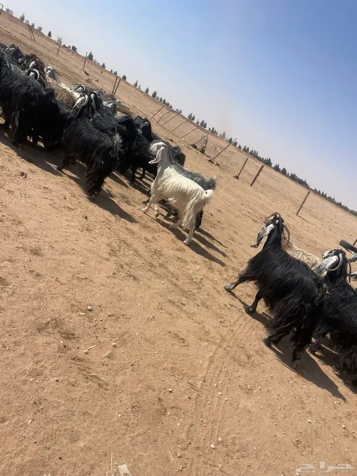 معزا مراح صنف طيبه دفيع للبيع 1