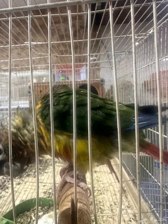 زوج كنيور يلو سايد 2