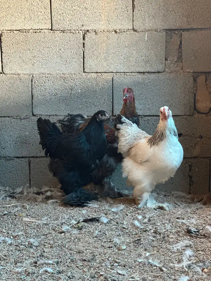 للبيع دجاج براهما بادي يبيض 3