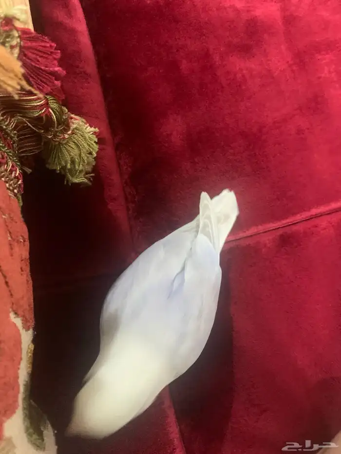 فرخ روز اليف مع اغراضه 3