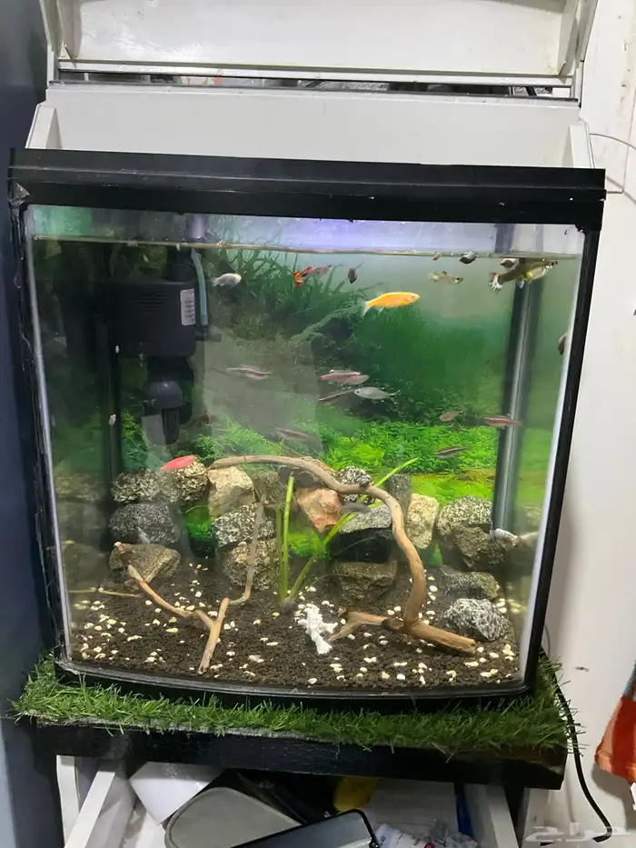 Fish tank with fish moter filter oxygen 2