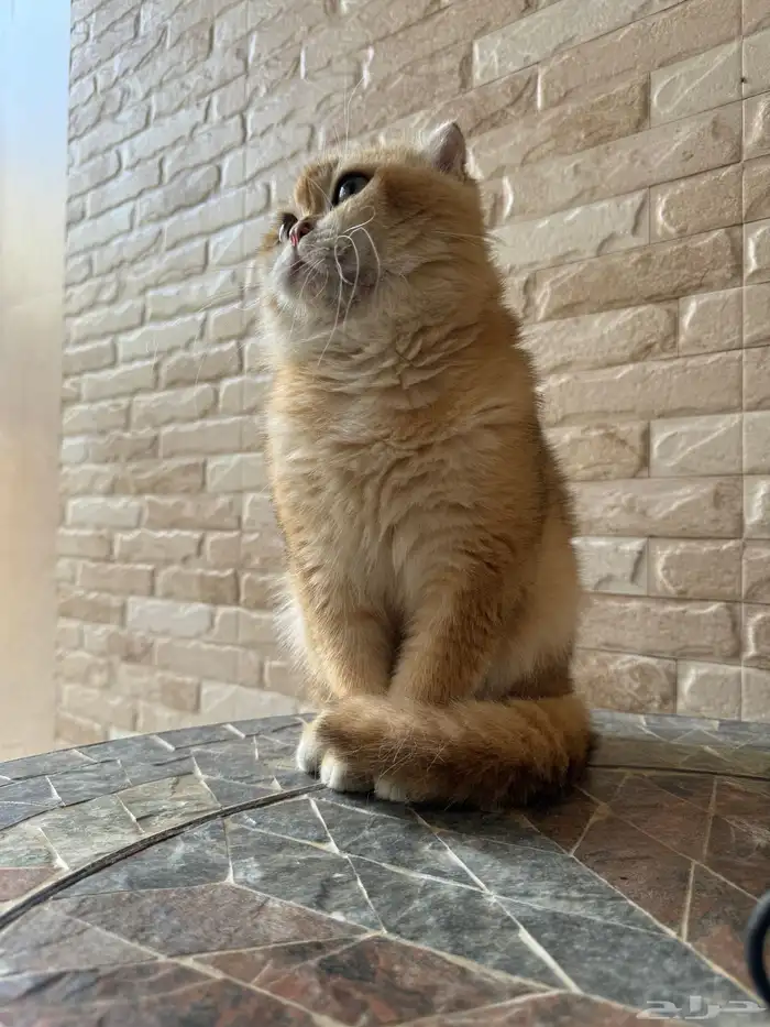 قط ذكر سكوتش فولد بيور 9