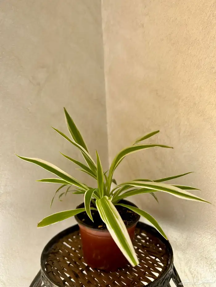 نبتة سبايدر 0