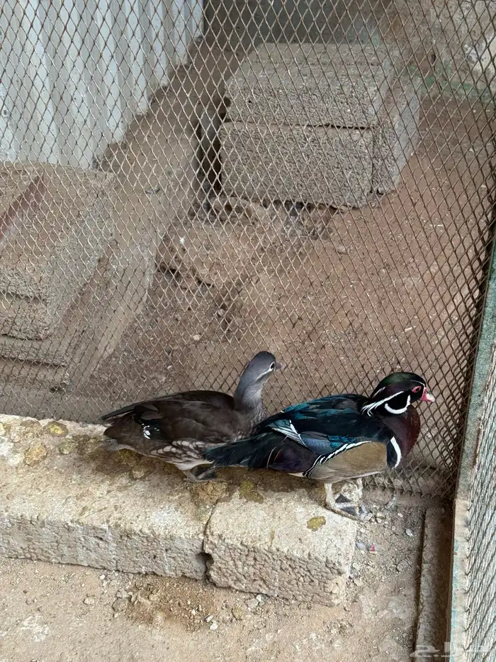 بط وود دك او بط الخشب او بط زينة 1