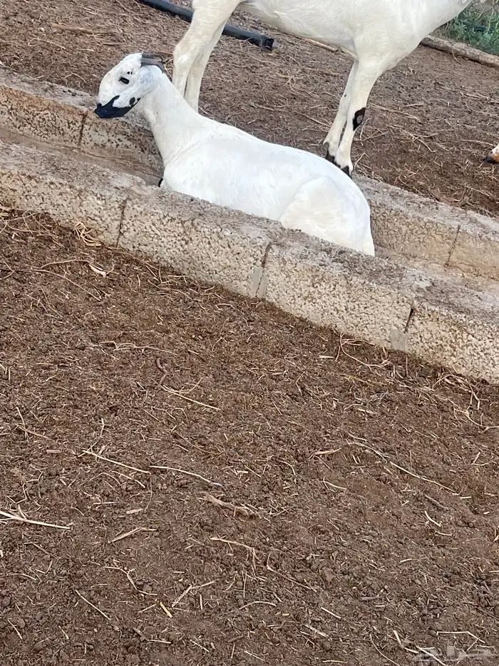 ماعز بيشي طيب جدا 3