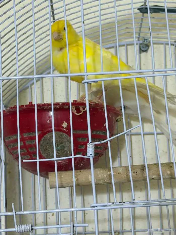 زوج كناري للبدل بكروان 5