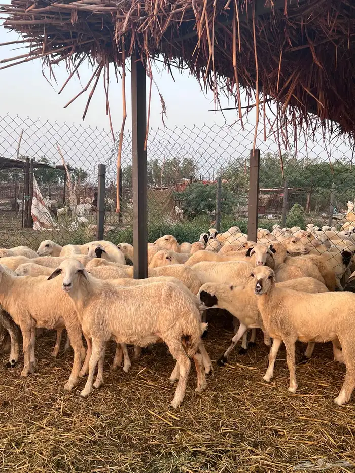 رخال رفيدي من 650 3