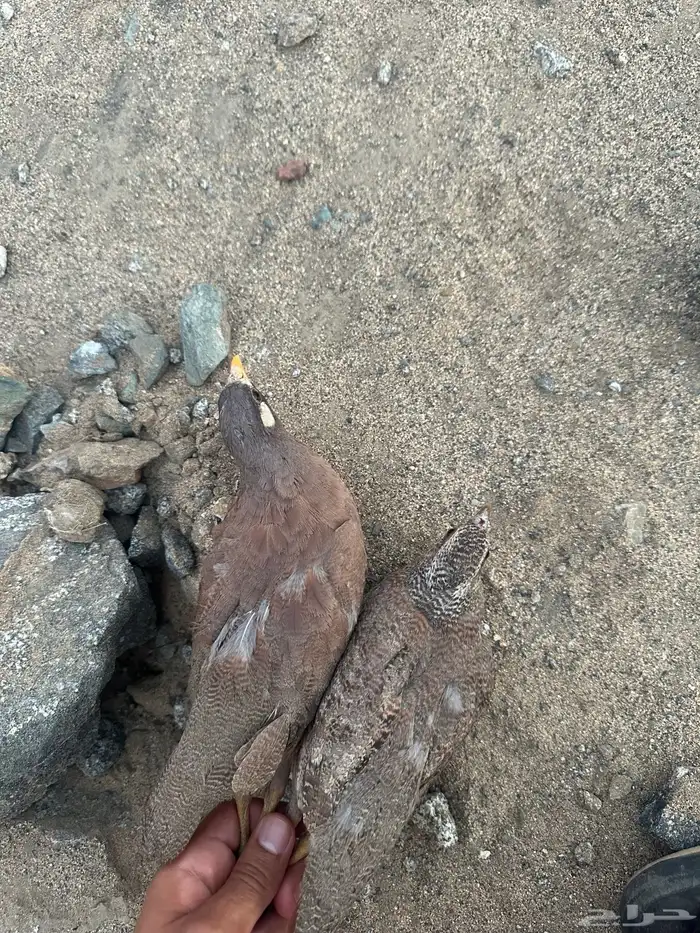 حجل صفرد 0