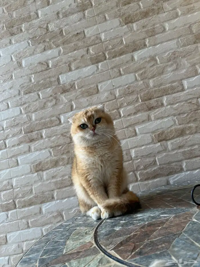 قط ذكر سكوتش فولد بيور 6