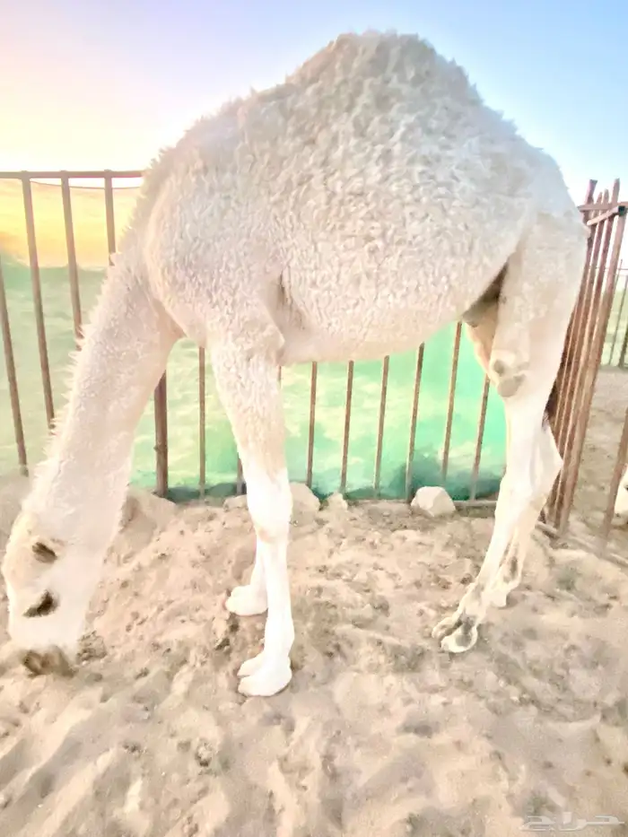حاشي لباني كفو كفو لأخر مدى فل شحم نظيف بالحيل 0