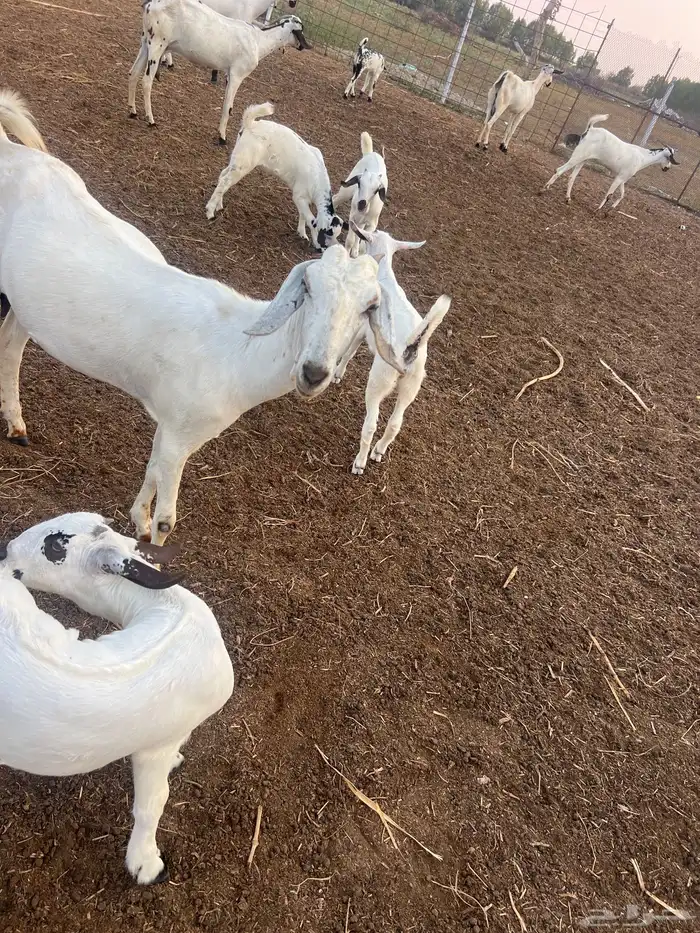 ماعز بيشي طيب جدا 1